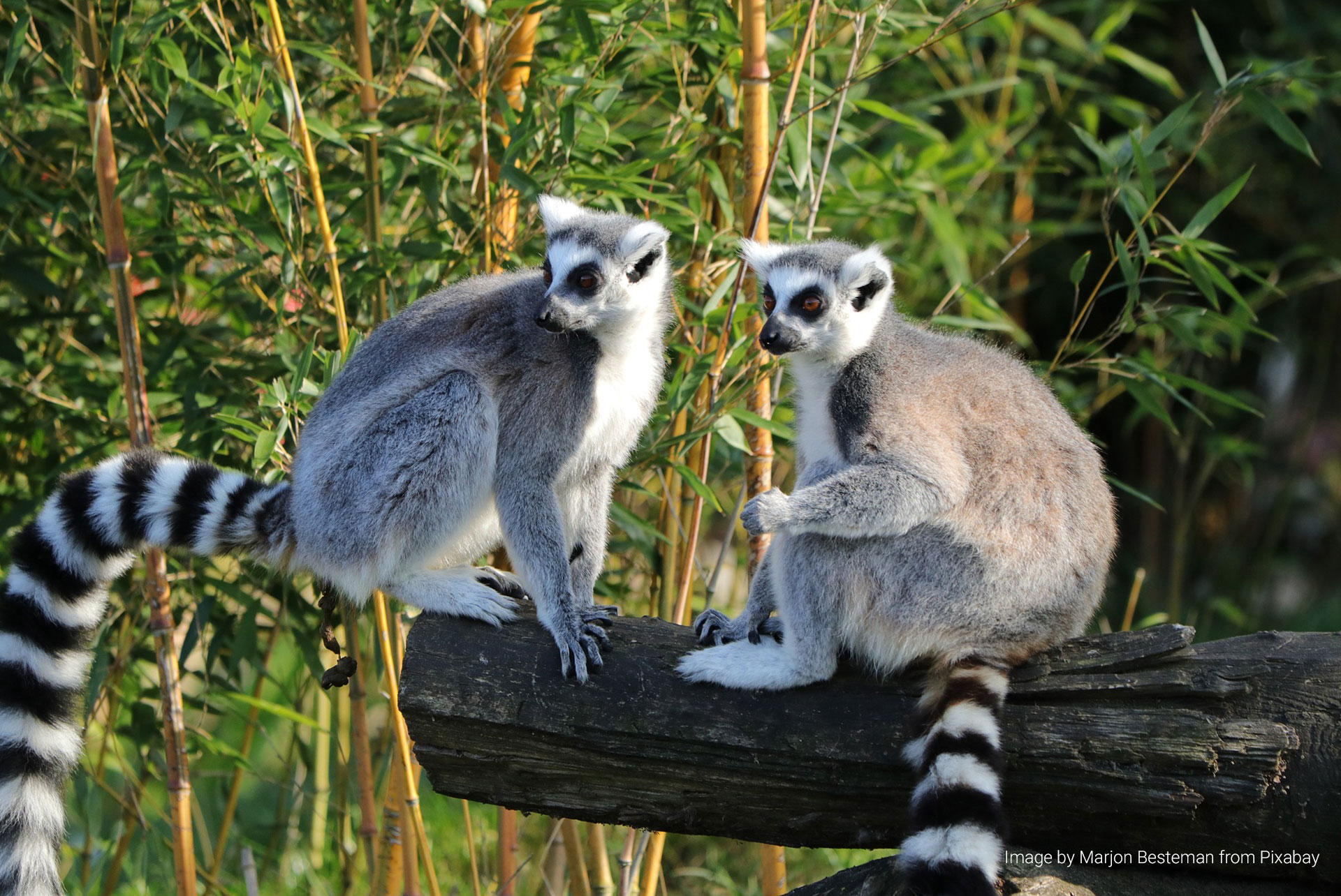 Madagascar Ring tailed lemur Image by Nicky from Pixabay