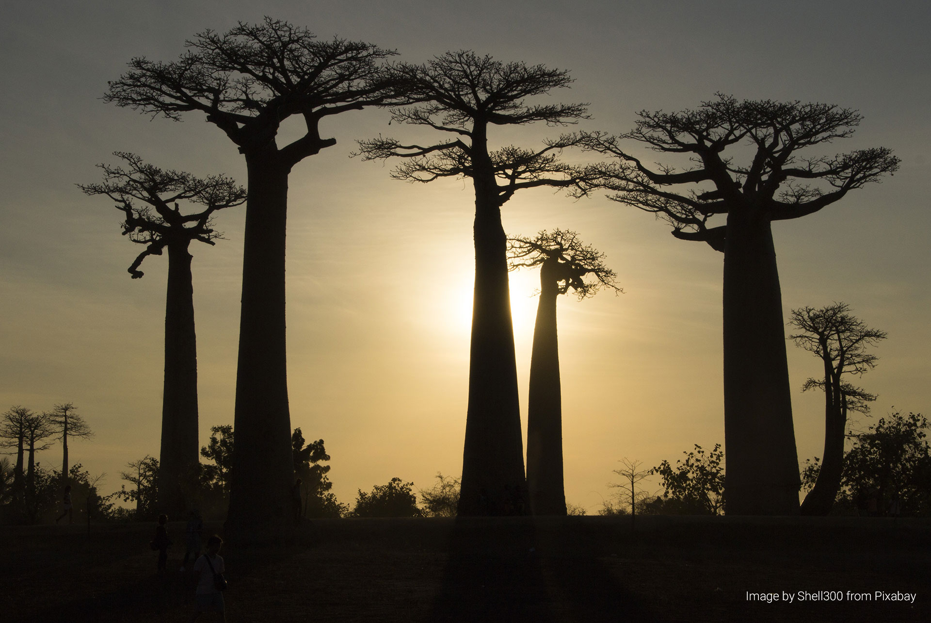 Madagascar, Baobabs, Image by Shell300 from Pixabay