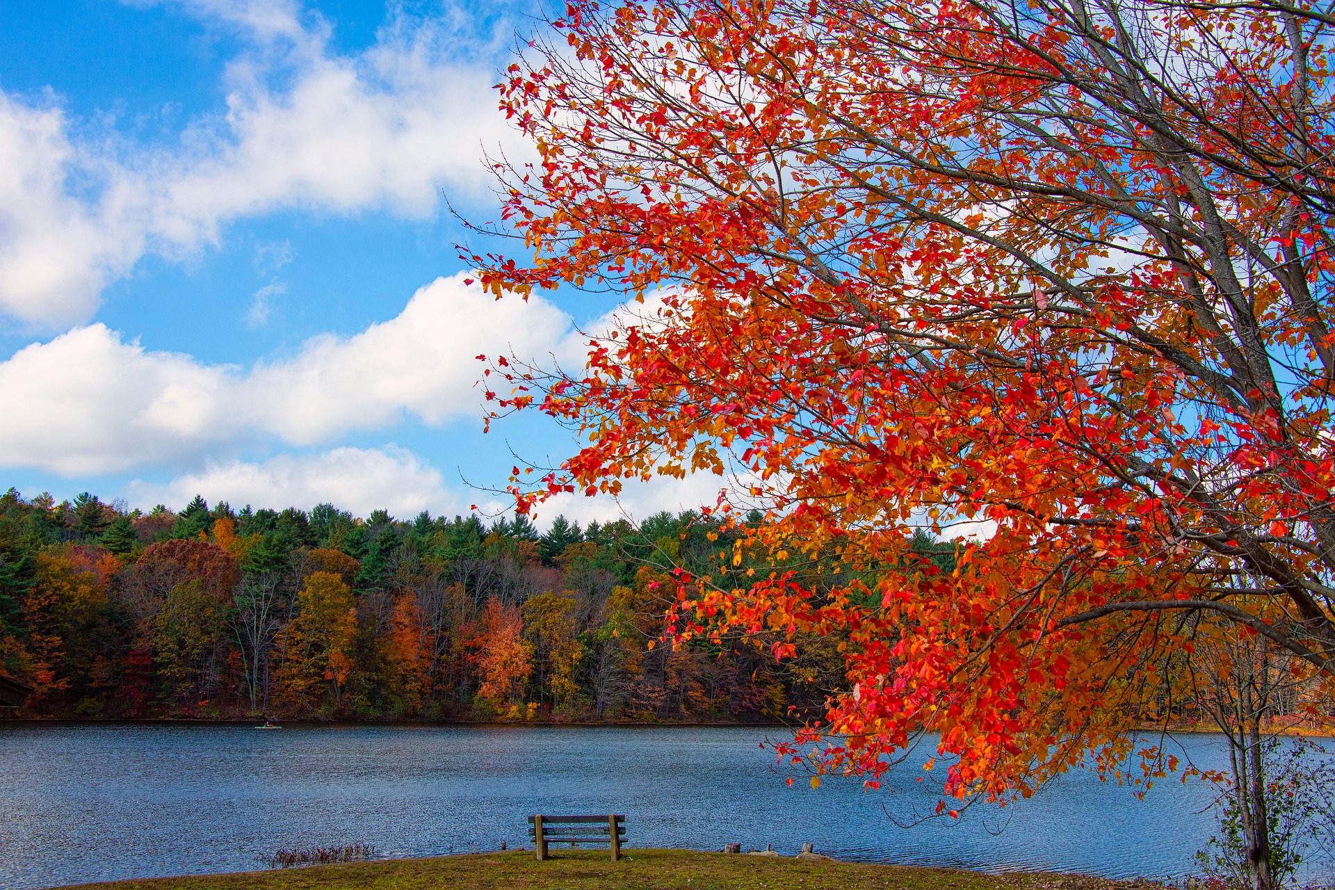 New England, Foliage Image by Larry White from Pixabay