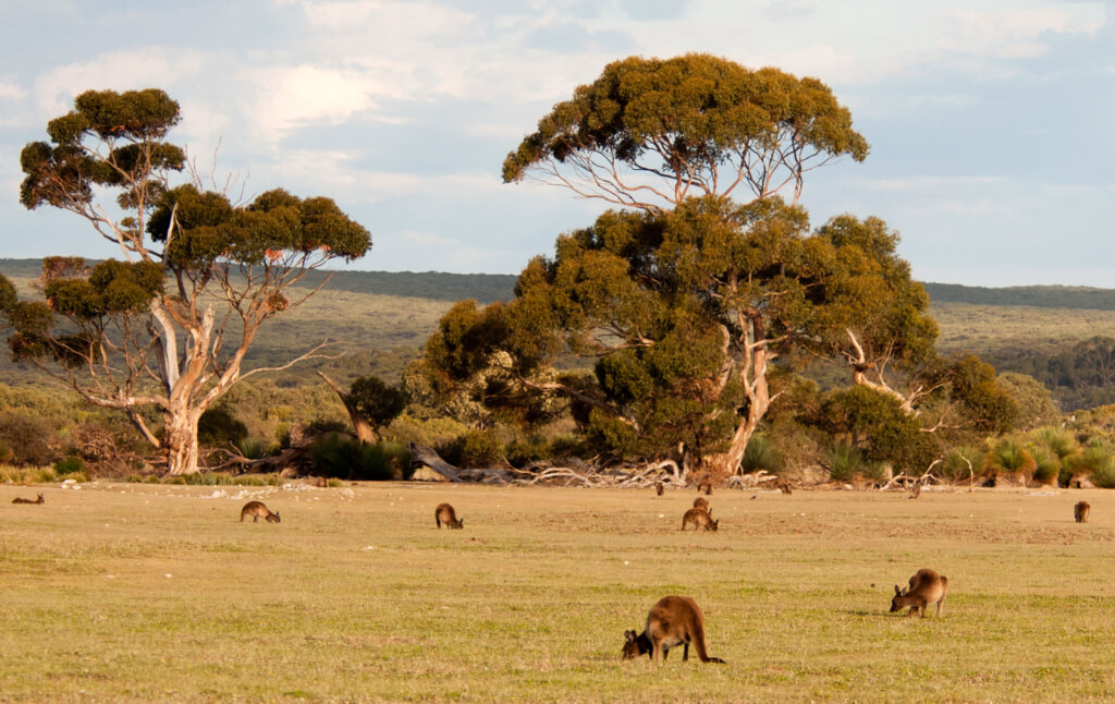 Kangaroo Island, photo by Paul Asman and Jill Lenoble on Wikipedia