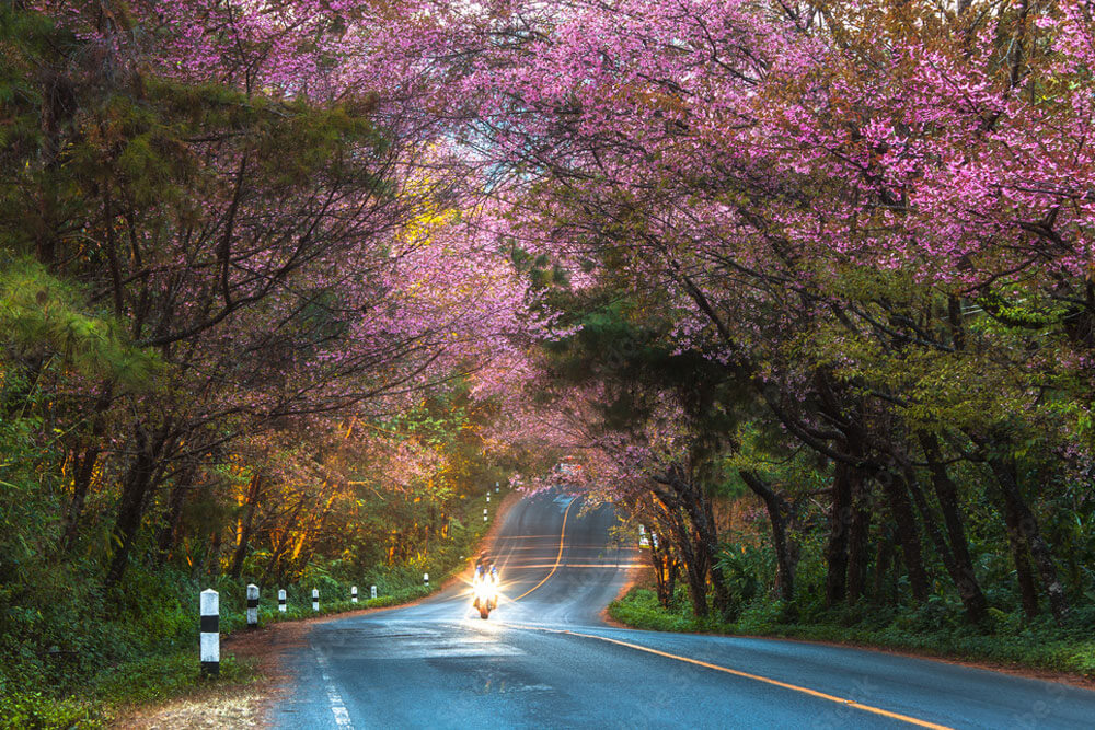 Chiang Mai Cherry Blossom | By Adobe Images