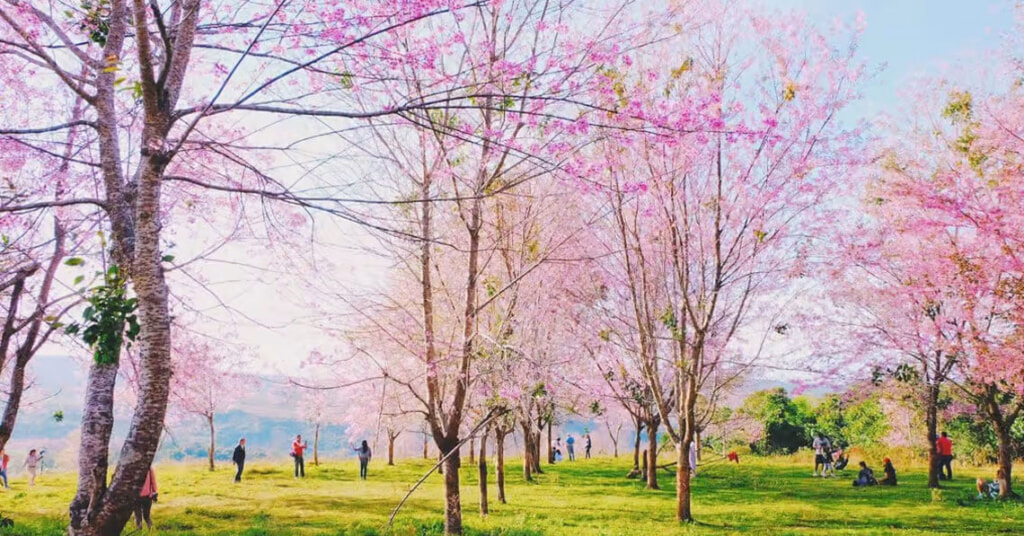 Chiang Mai Cherry Blossom | By Chiang Mai CityLife
