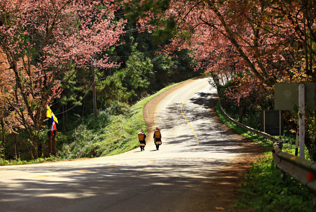 Wild Himalayan cherry landscape in Doi Ang Khang Chiang Mai Thailand | EXO Travel Blog