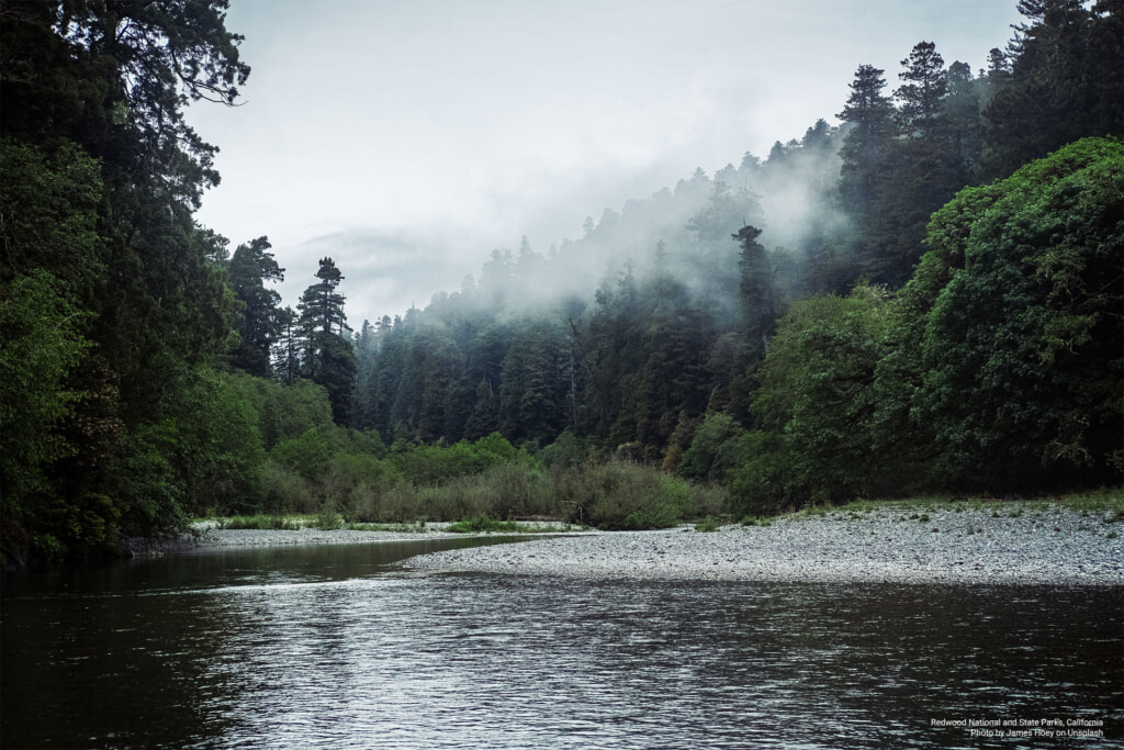 Redwood National and State Parks by James Hoey on Unsplash