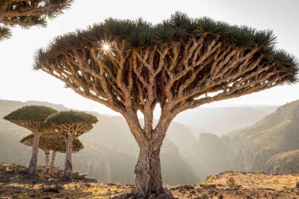 Socotra, Yemen