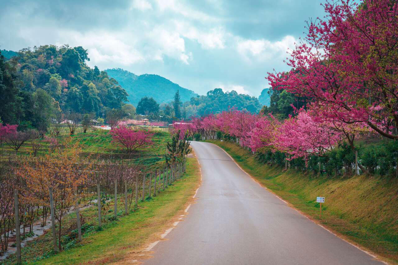 Chiang Mai Cherry Blossom