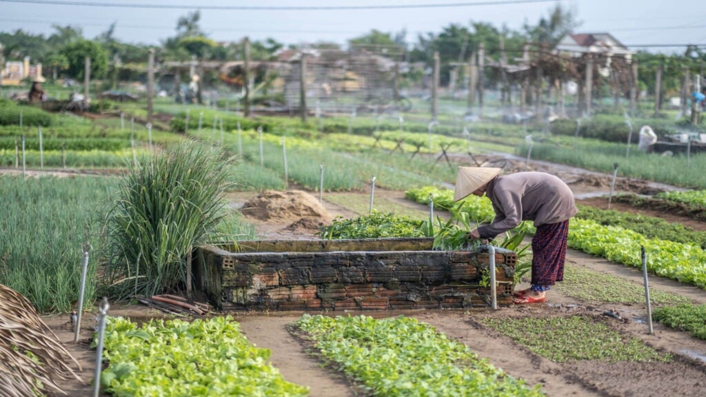 A day in Tra Que Vegetable Village in Hoi An, Vietnam, Photo by Bookaway