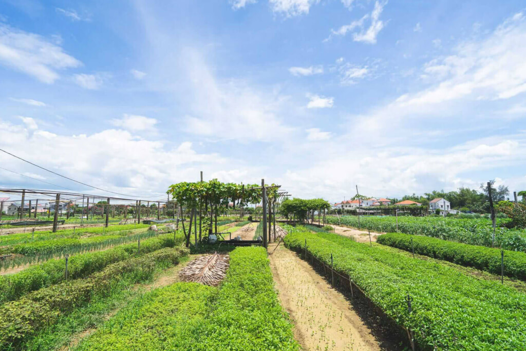 Tra Que Vegetable Village - Photo Sara Wass, Hidden Hoian