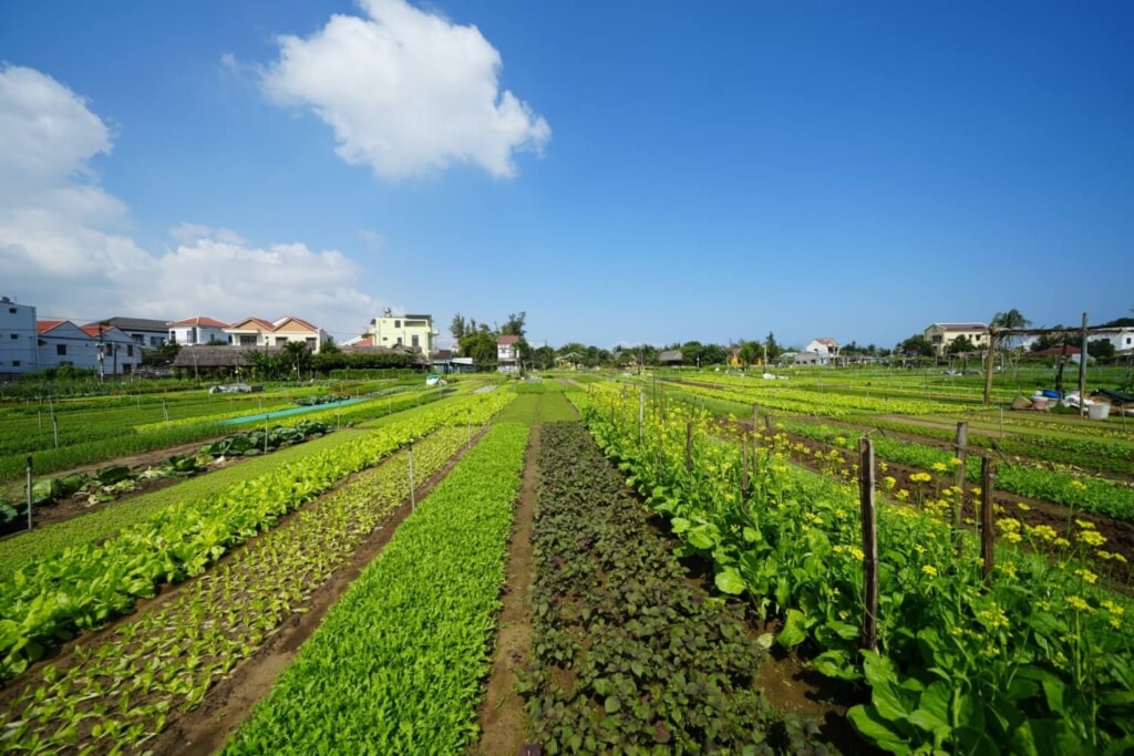 Tra Que Vegetable Village, Photo by Hoi An World Heritage